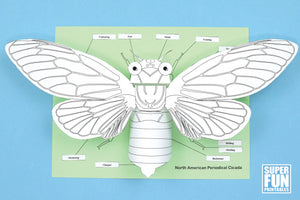 3D Paper Cicada