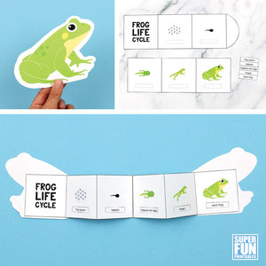 Frog Life Cycle Booklet