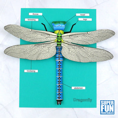 3D paper dragonfly