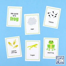 Frog life cycle for kids